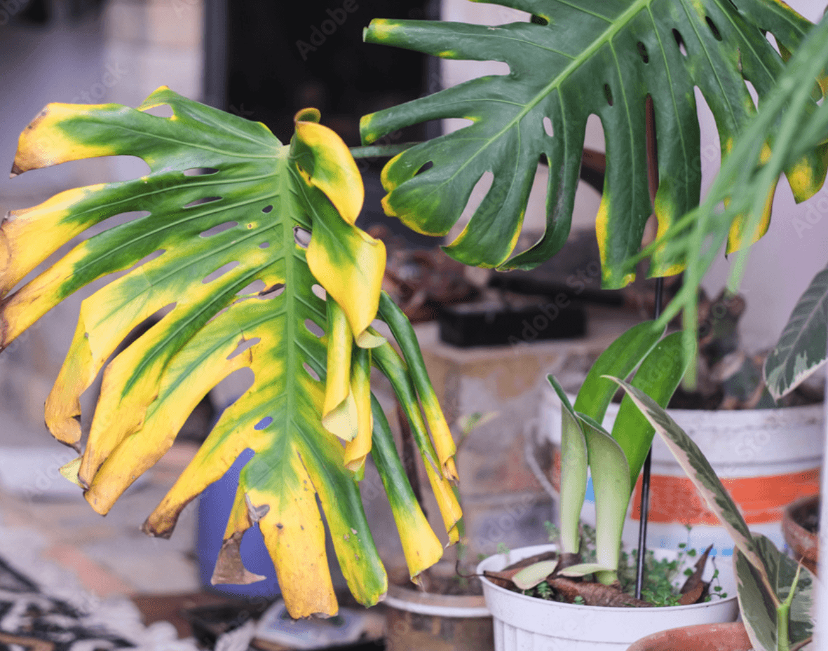 Monstera deliciosa plant with large, fenestrated leaves showing significant yellowing and brown, crispy edges.